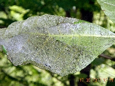 Hyphantria cunea гусеницы-I